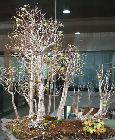 beautiful banzai tree in commercial interiorの写真素材