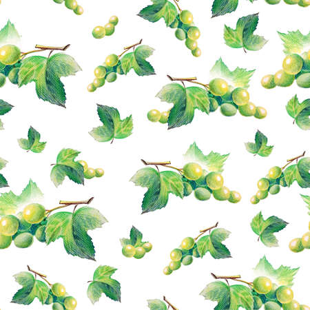 Watercolor Grape in seamless pattern in light green colorsの写真素材
