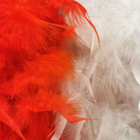 Multi-colored feathers for the backgroundの写真素材