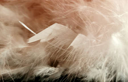 Nature colored feathers for the backgroundの写真素材