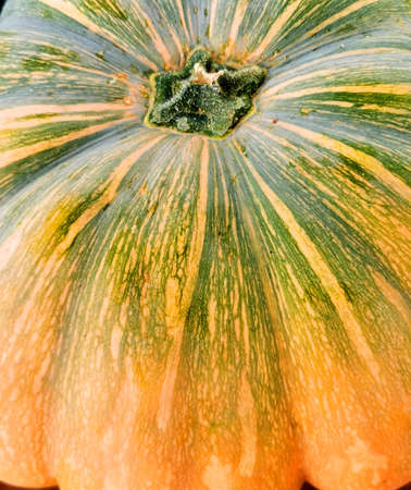 maturing pumpkin for autumn cooking and holidaysの写真素材