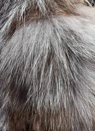 processing and coloring natural fur, natural fur products in the shop