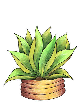 cactus in a pot, drawing hand-colored pencils, sketch illustrationの写真素材