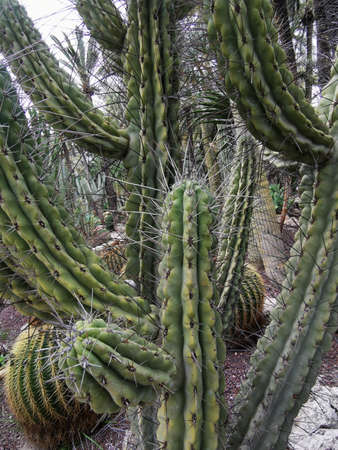 Green cacti in the sandy ground in the park. Beautiful tropical cactus garden in the Elche, Spainの写真素材