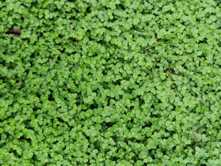 overgrown with green ivy and creeper, garden background, copy space, text placeの写真素材