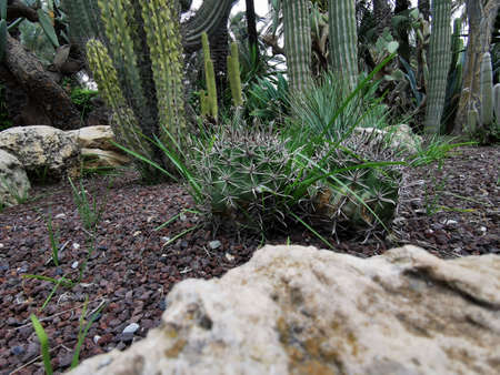 Tropical garden in Elche, Spain. Huerta del cura landscape design of parks, squares, tropical backgroundの写真素材