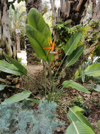 Bird of Paradise Flower (Strelitzia reginae) in the park selective focusの写真素材
