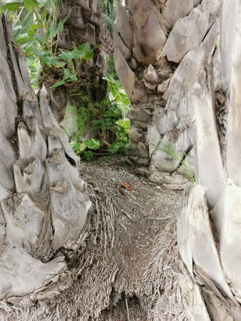 Close-up of leaf bases on the trunk of a palm treeの写真素材