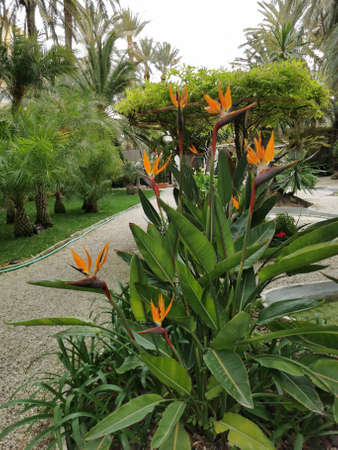 Bird of Paradise Flower (Strelitzia reginae) in the park selective focusの写真素材