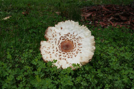 Picture is taken close up of a mushroom I found in a green yard while walking the dog.の写真素材