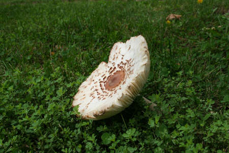 Picture is taken close up of a mushroom I found in a green yard while walking the dog.の写真素材