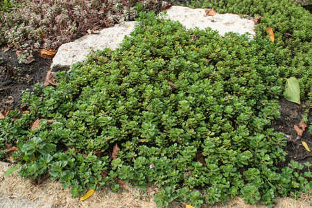 Picture of a ground cover plant I love from a rock garden. Photo was taken on a sunny day in Wisconsin.の写真素材
