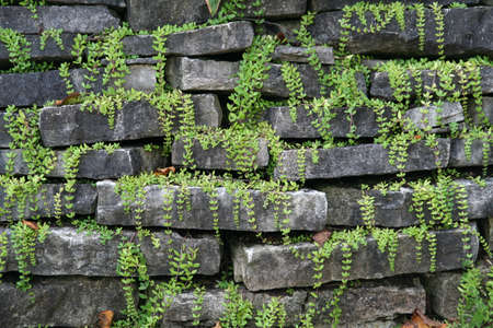 Grey rock wall with green plants growing and hanging from it.の写真素材