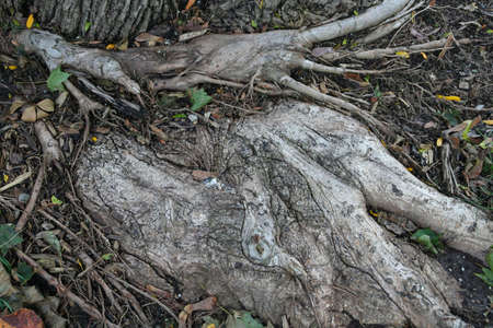 Picture of roots coming up through the dirt at the base of a tree.の写真素材