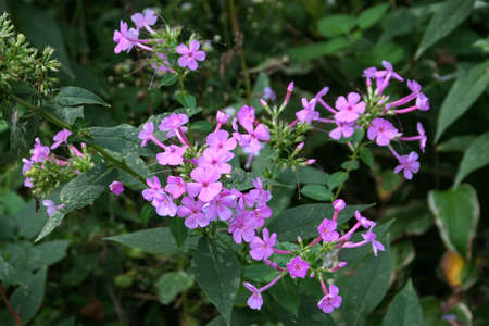 Picture of pretty purple Phlox flowers in a garden on a sunny day.の写真素材