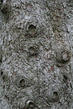 Picture of the bark of an old thee that has been pruned alot in its life.の写真素材