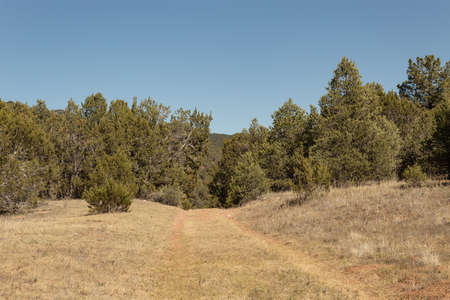 Picture of an old road leading into a pine forest.の写真素材