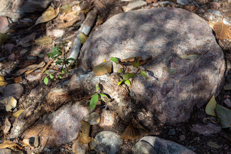Nice rock and root I couldn't help but to snap a photo of.の写真素材