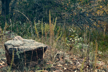 Picture of a rock in a little prairie patch in the middle of a forest. Taken while hiking at Beaver Creek in Colorado.の写真素材
