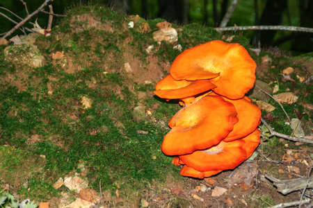 Found this giant orange mushroom while hiking at Governor Dodge State Park in Wisconsin.の写真素材