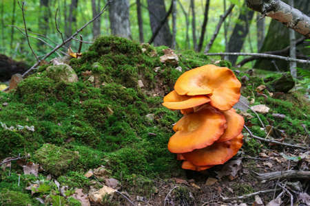 Found this giant orange mushroom while hiking at Governor Dodge State Park in Wisconsin.