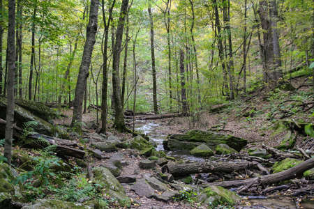 Beautiful picture a stream I came across while hiking at Governor Dodge State Park in Wisconsin.の写真素材