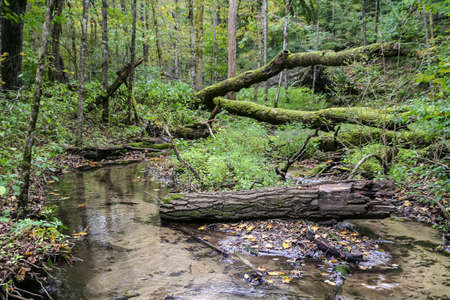 Beautiful picture a stream I came across while hiking at Governor Dodge State Park in Wisconsin.の写真素材