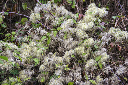 Beautiful site I came across while hiking at Governor Dodge State Park in Wisconsin. Bunches of little cotton looking old flowers hanging onto a bush.の写真素材