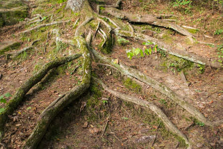 Picture of some really neat tree roots i came across while hiking in southern Wisconsin.の写真素材