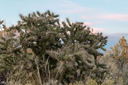 Picture of a cactus i took during sunset in Colorado.の写真素材