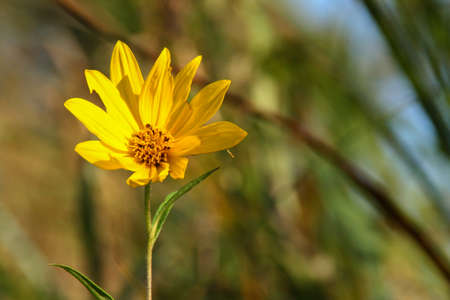 Picture of a yellow ragwort flower taken in Wisconsin.の写真素材