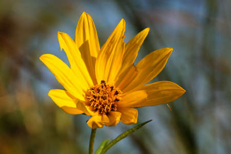 Picture of a yellow ragwort flower taken in Wisconsin.の写真素材