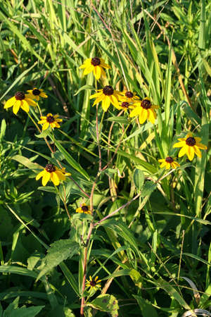 Beautiful sunlit Black-Eyed Susans taken in Wisconsin.の写真素材