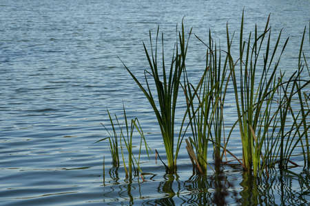 Picture of some beautiful green cattails along the shore of a pretty blue lake.