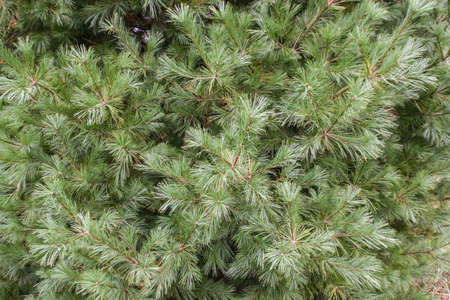 Texture shot of some pine needles on the tree I took while hiking in southern Wisconsin.の写真素材