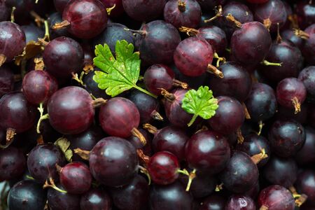 Fresh ripe gooseberry. Very useful and tasty productの写真素材