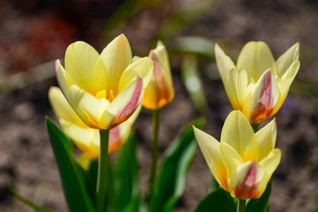 Yellow tulips blooming in the gardenの写真素材