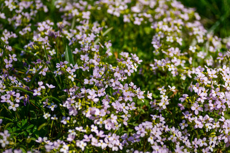 Small pink flowers blooming in the gardenの写真素材