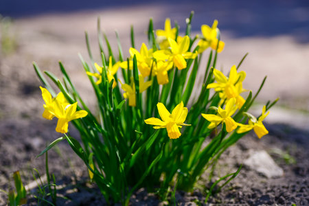 Yellow daffodils blooming in the gardenの写真素材