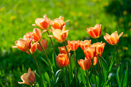 Orange tulips blooming in the gardenの写真素材