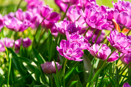 Purple tulips blooming in the gardenの写真素材