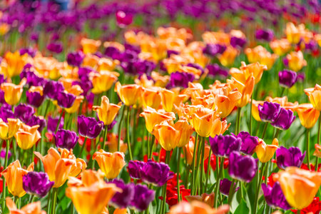 Orange tulips blooming in the gardenの写真素材