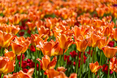 Orange tulips blooming in the gardenの写真素材