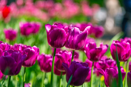 Purple tulips blooming in the gardenの写真素材