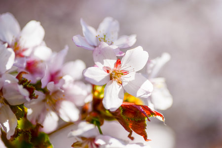 Sakura blooms in spring in the gardenの写真素材