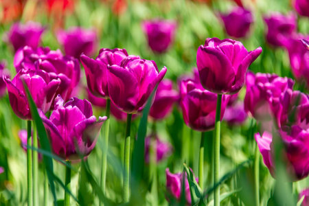 Purple tulips blooming in the gardenの写真素材