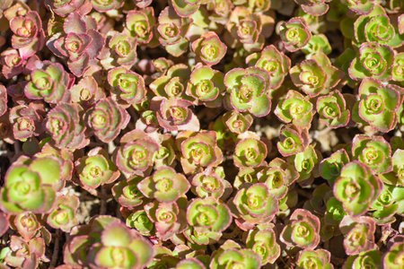 Beautiful color plants without flowers close-upの写真素材