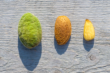 Almonds, not peeled and peeled, lie in the sunの写真素材