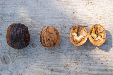 Walnuts, in shell and without shellの写真素材