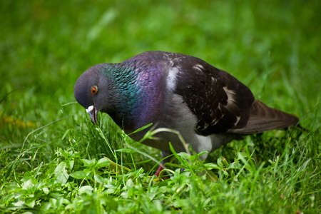 PIGEON PORTRAIT ON THE GRASS LOOKING FOR FOODの写真素材